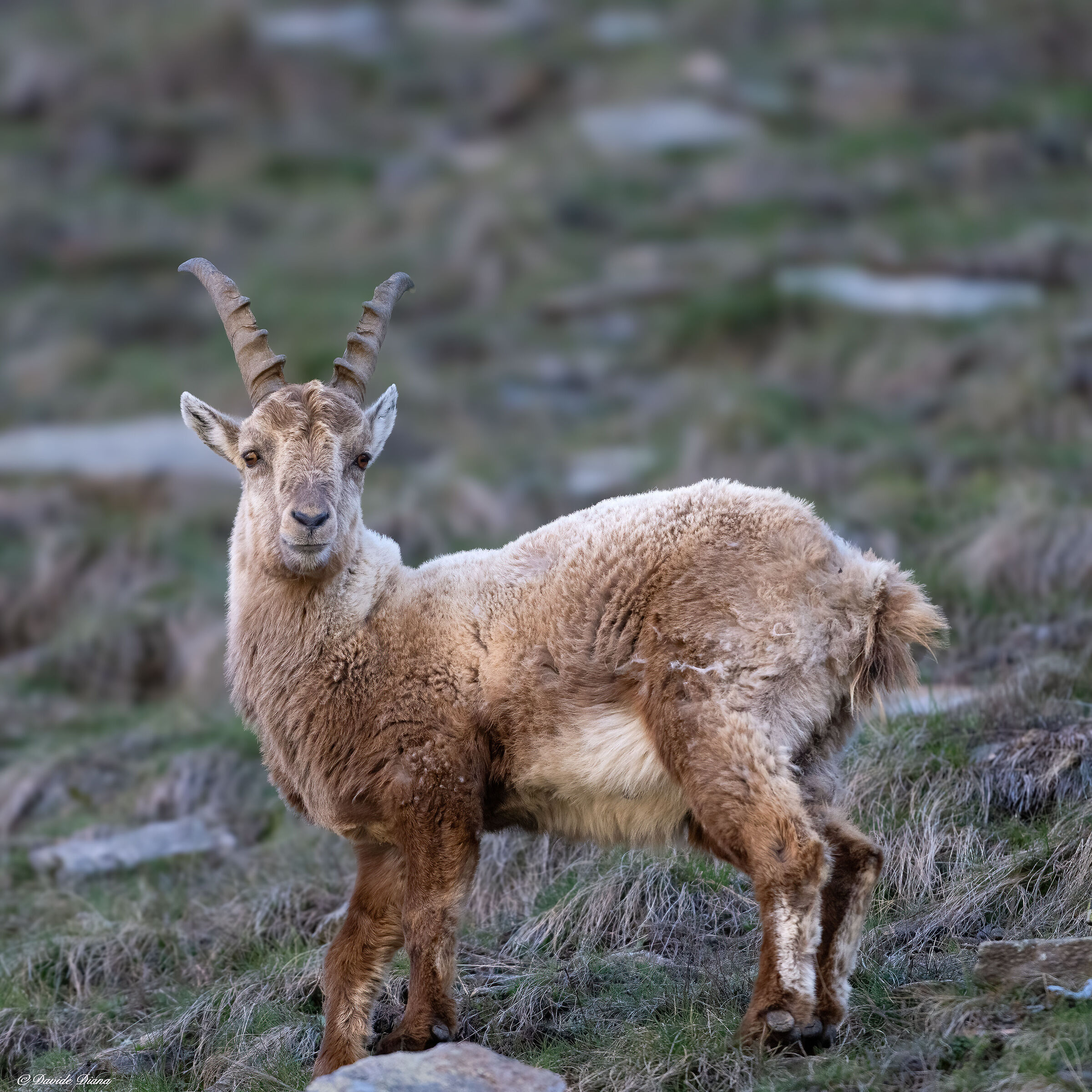 Ibex - Gran Paradiso National Park