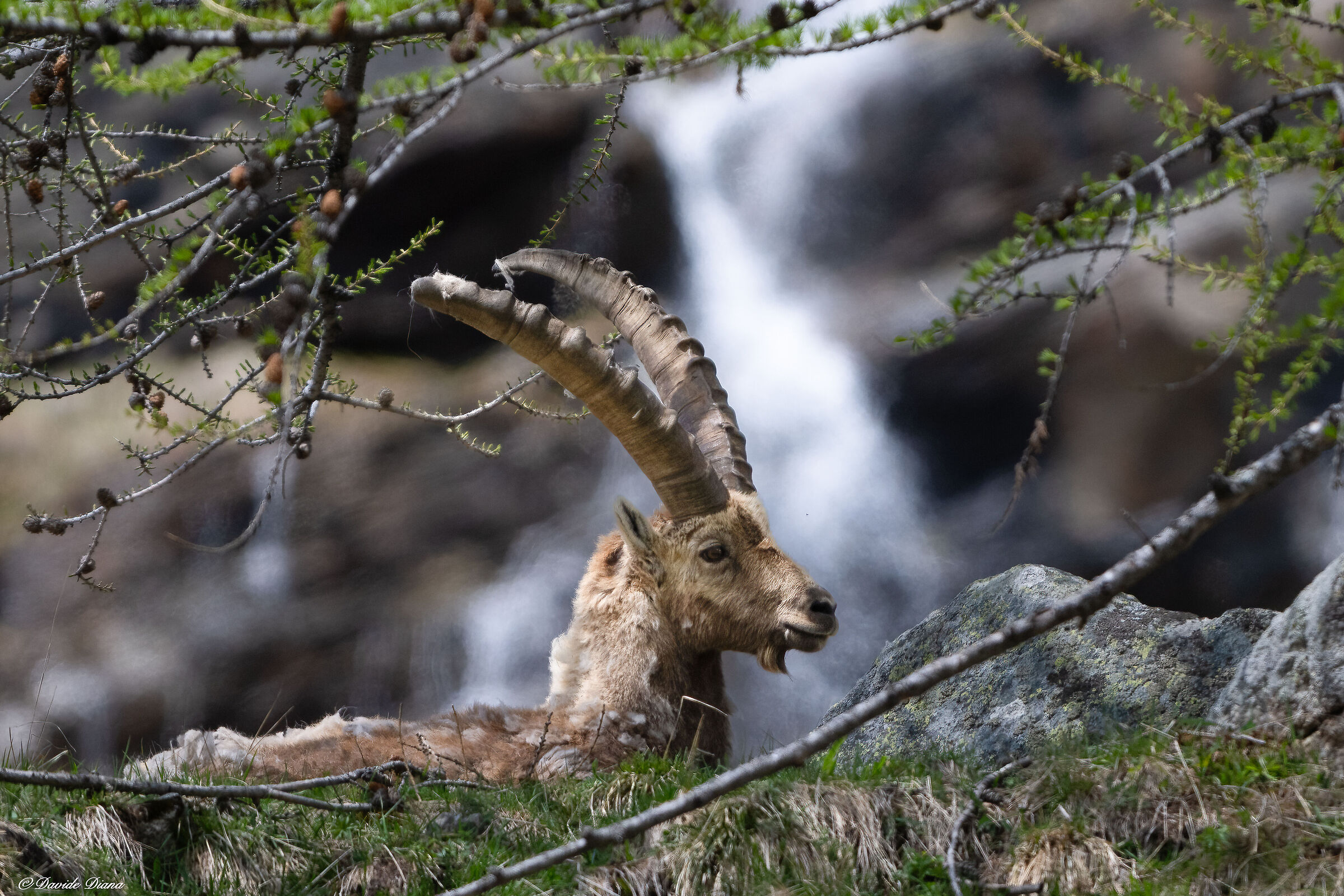 Ibex - Gran Paradiso National Park