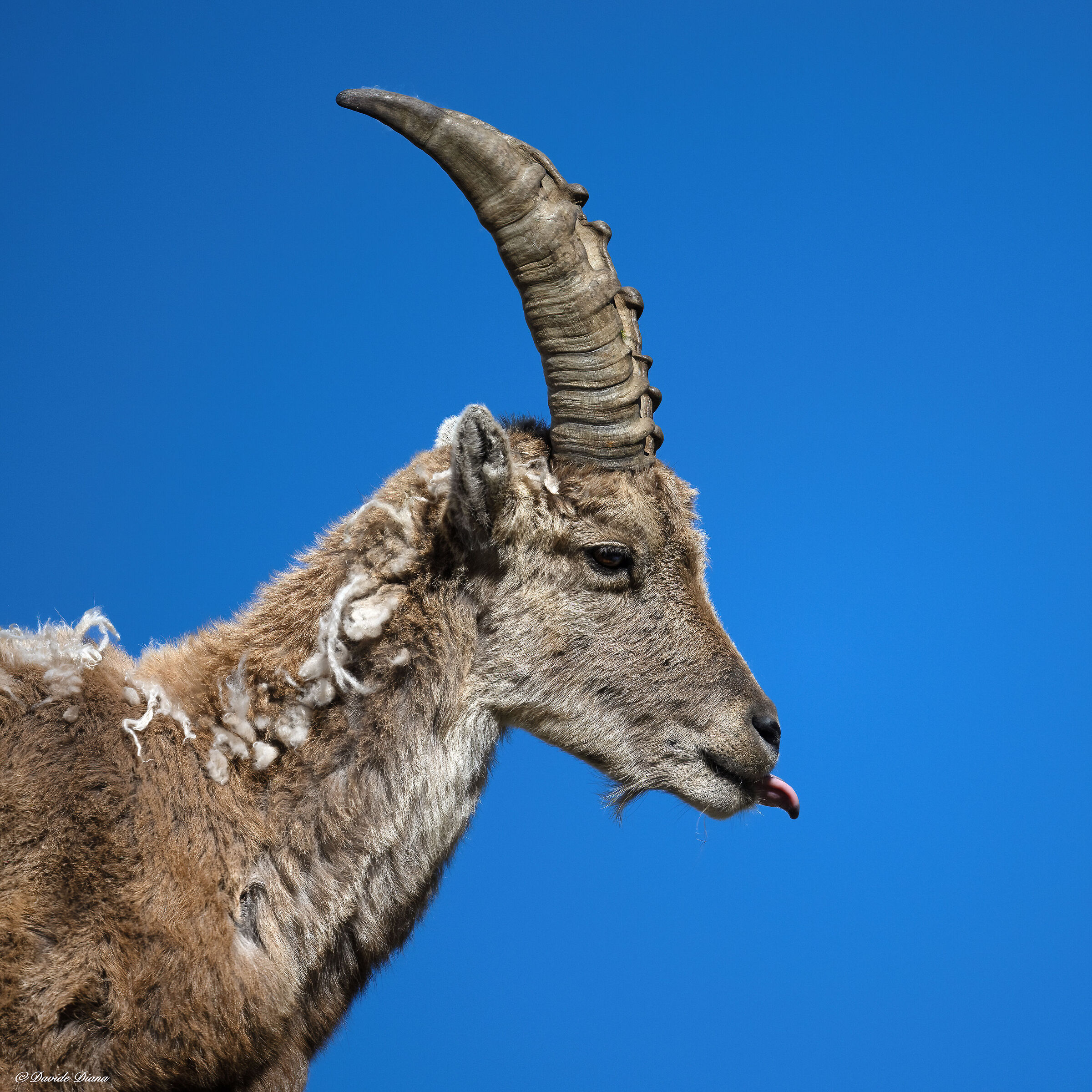 Ibex - Gran Paradiso National Park