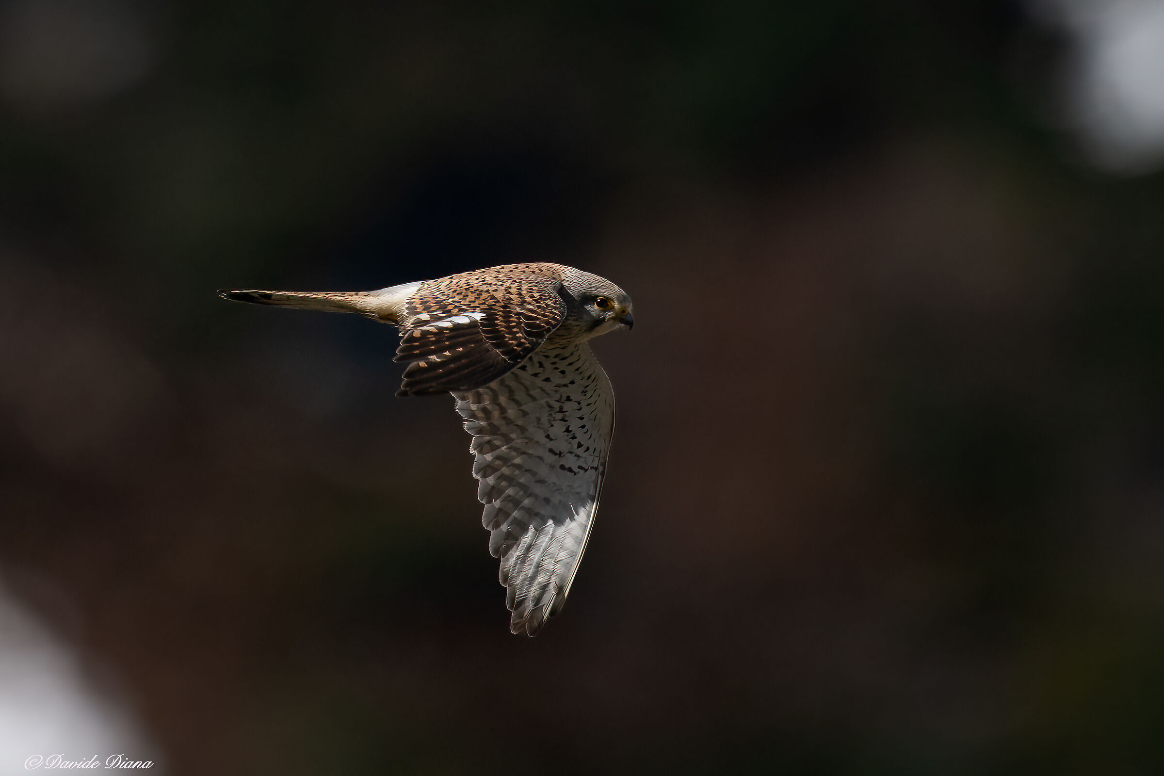 Kestrel - Gran Paradiso National Park