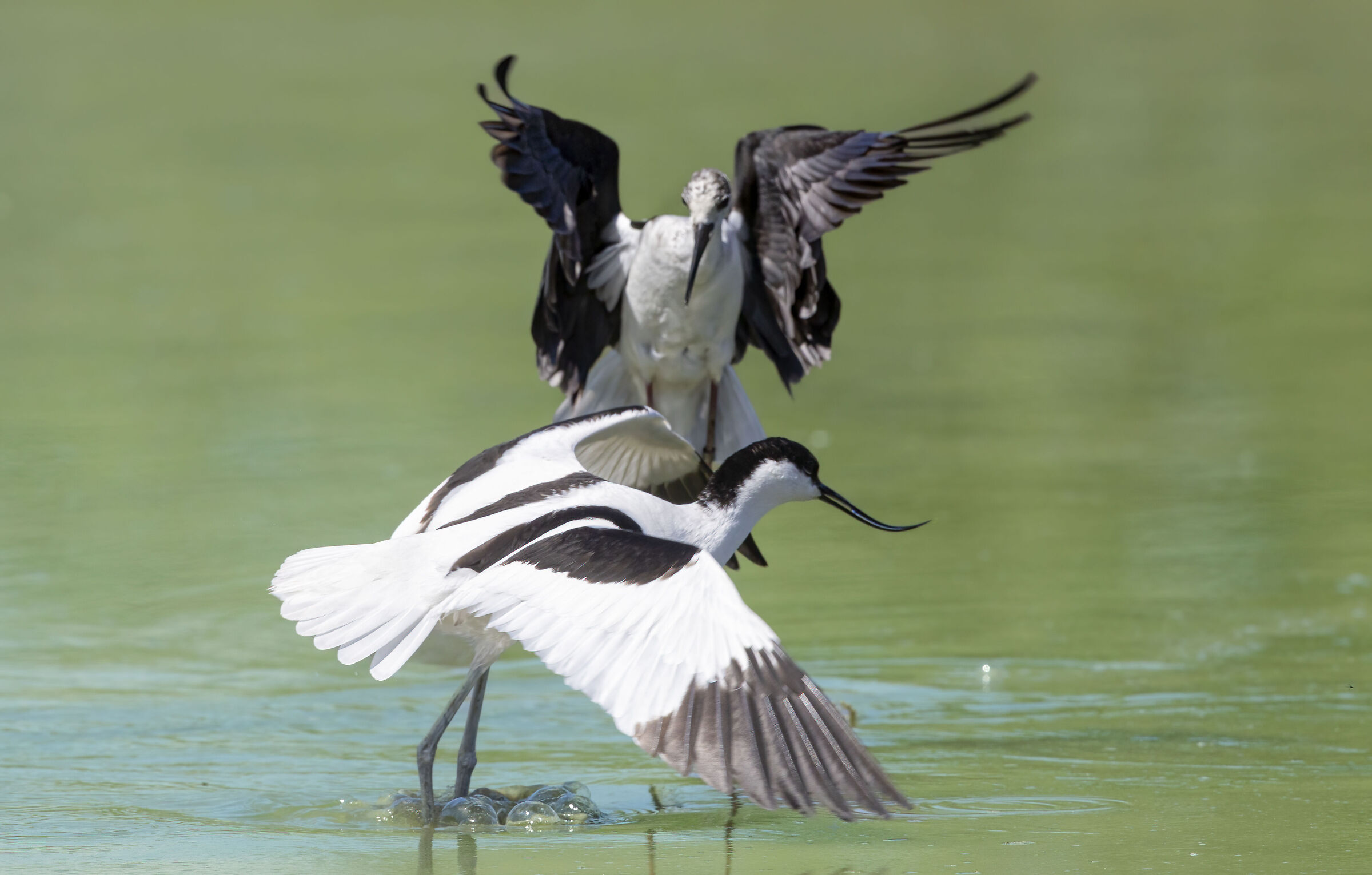 cavaliere d'Italia vs avocetta