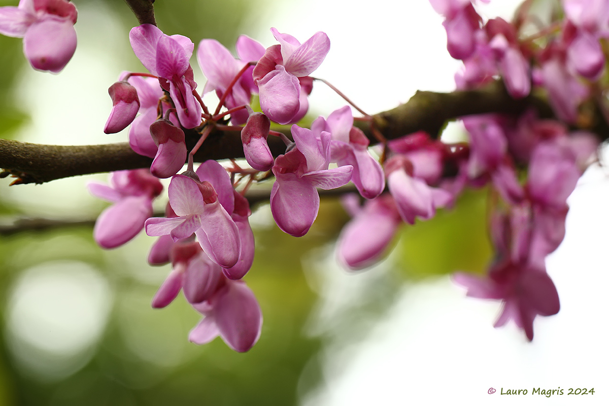 Cercis siliquastrum
