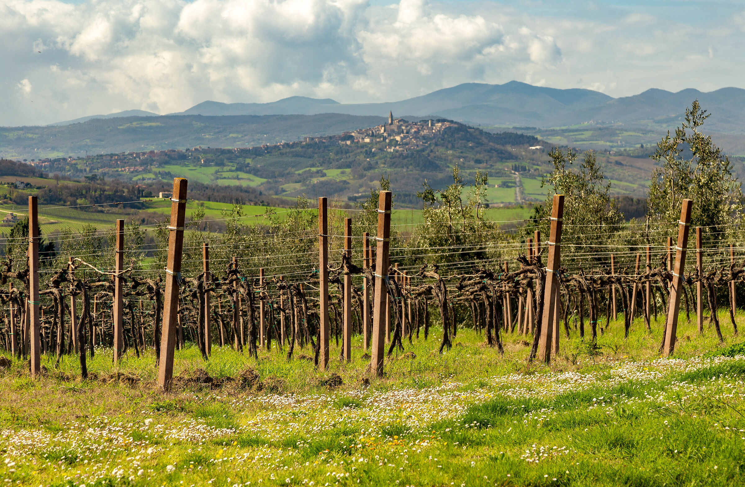 Vigne e Todi sulla sfondo
