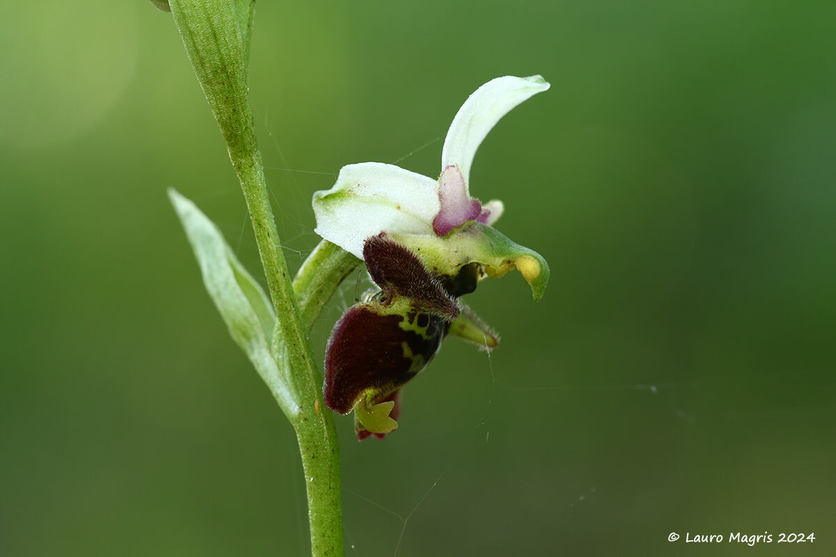 Ophrys holosericea