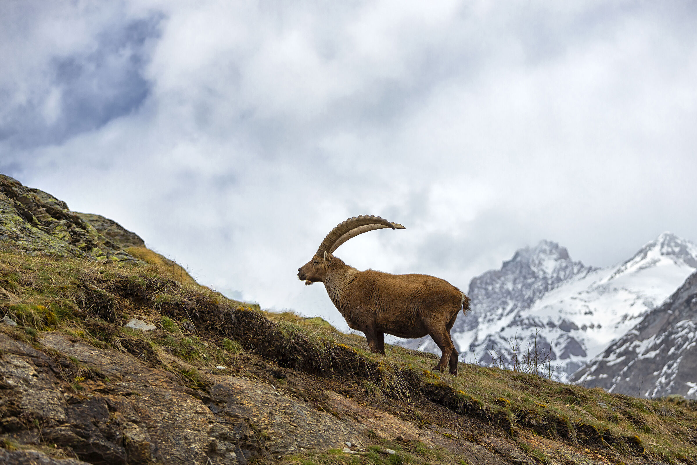 Alpine Ibex - Gran Paradiso