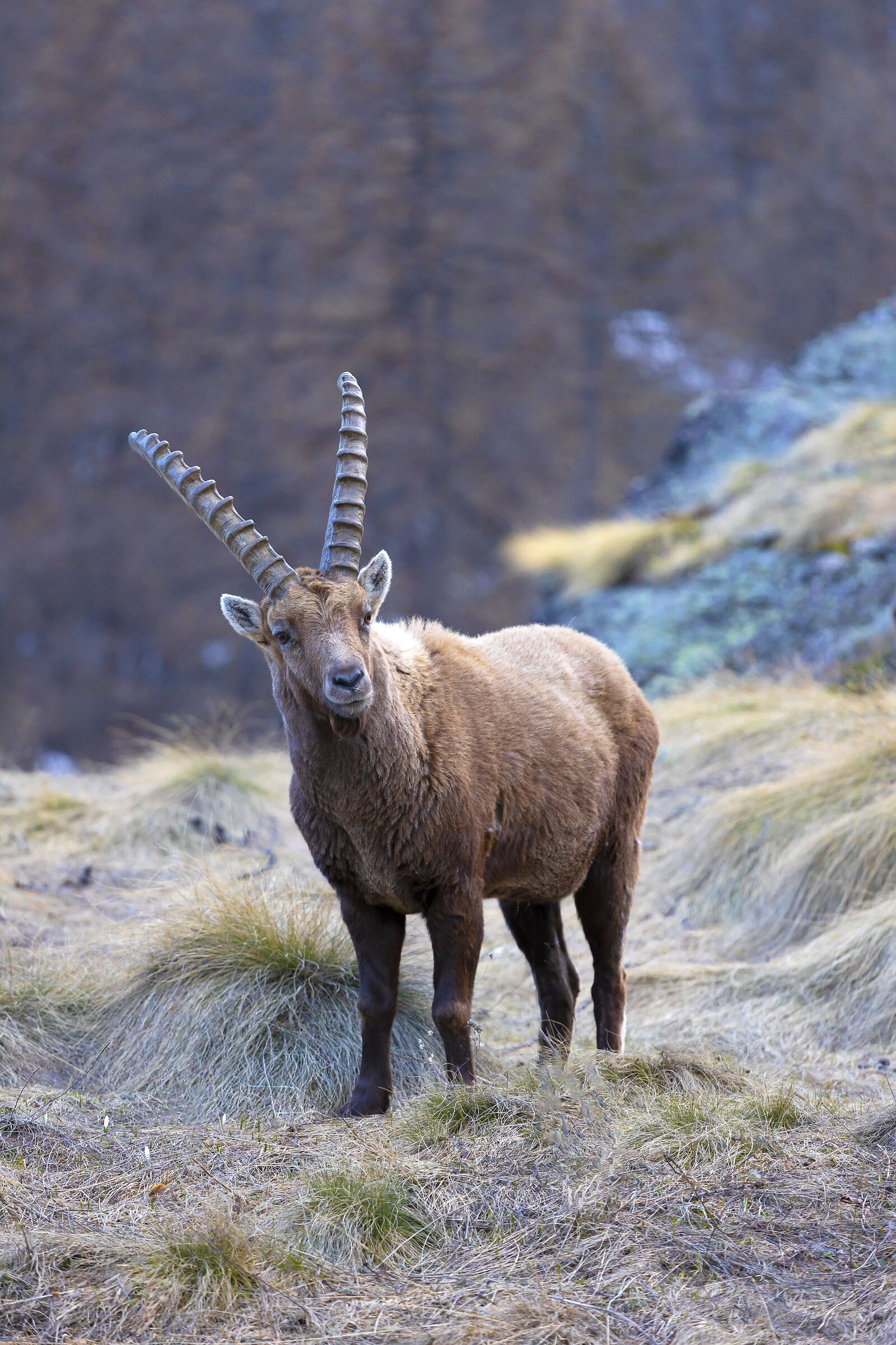 Alpine Ibex - Gran Paradiso