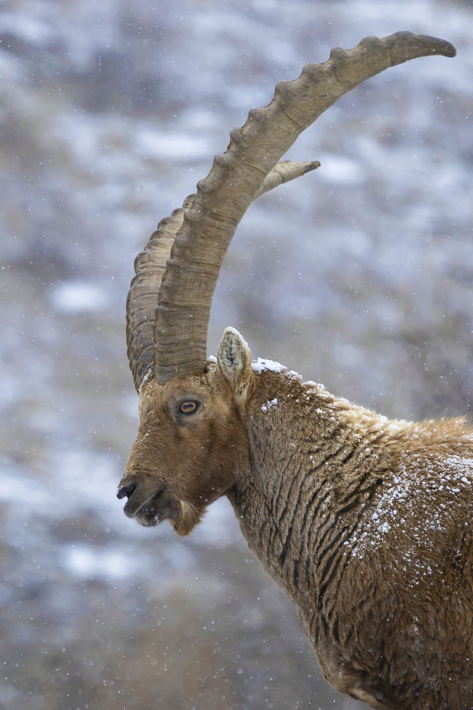Alpine ibex - Gran Paradiso