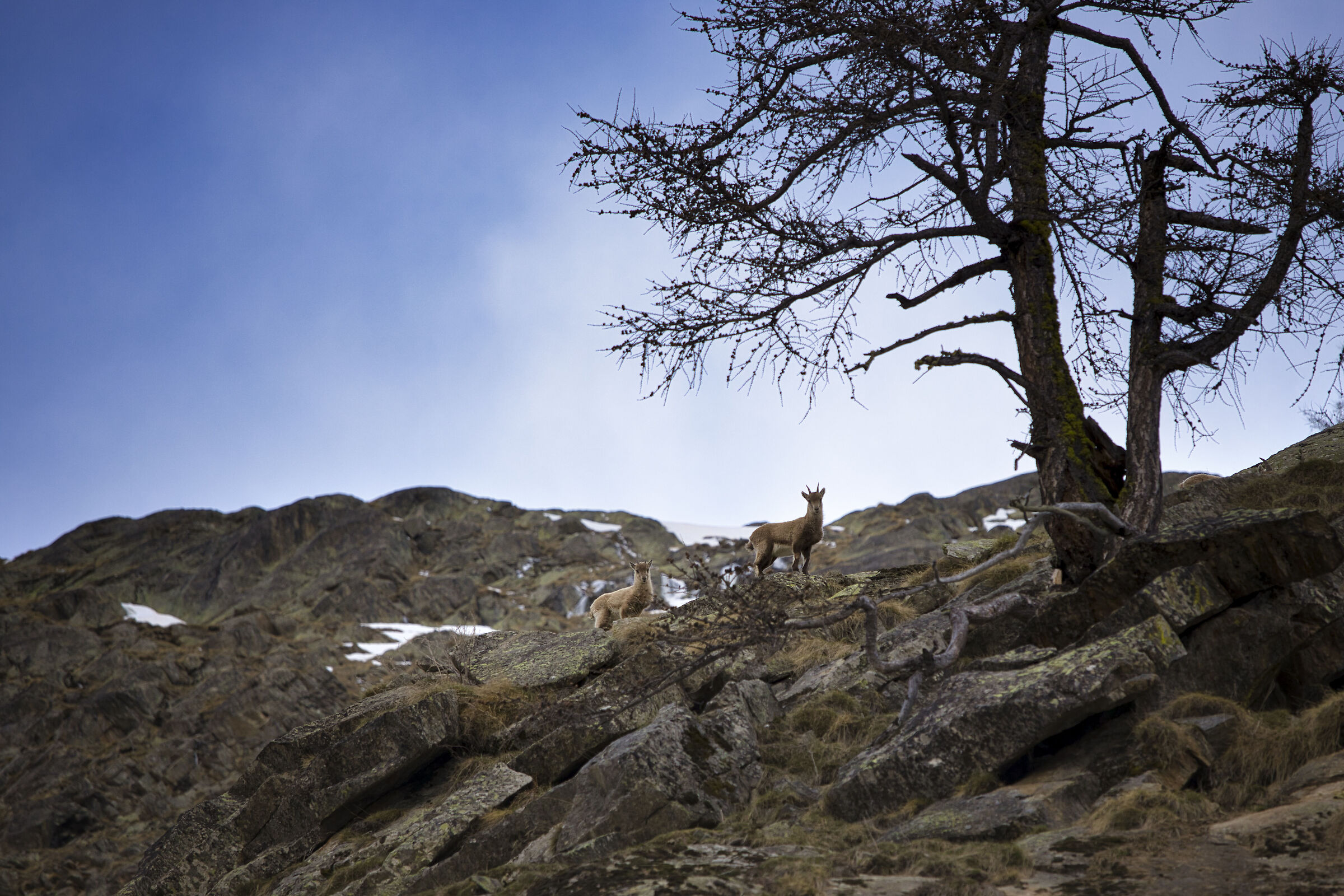 Chamois - Gran Paradiso