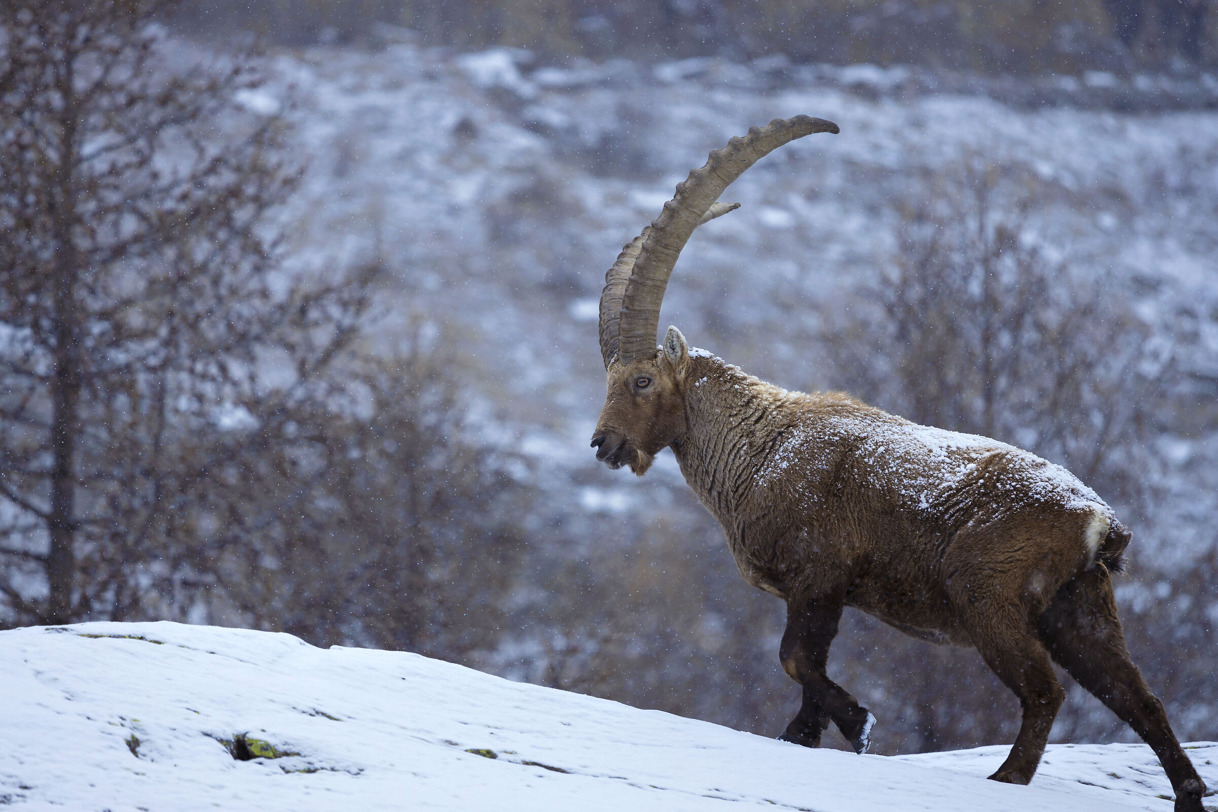Alpine Ibex - Gran Paradiso