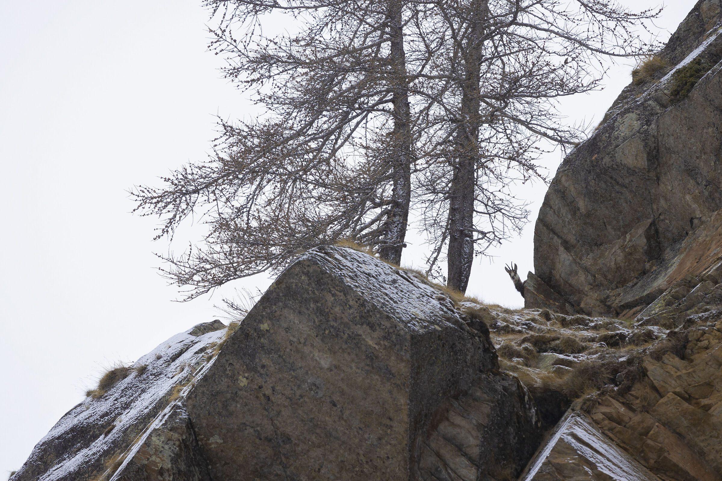 Suede - Gran Paradiso