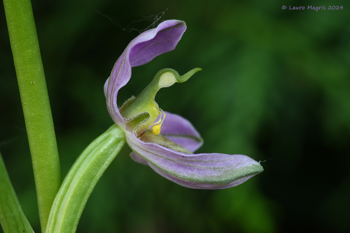 Ophrys apifera