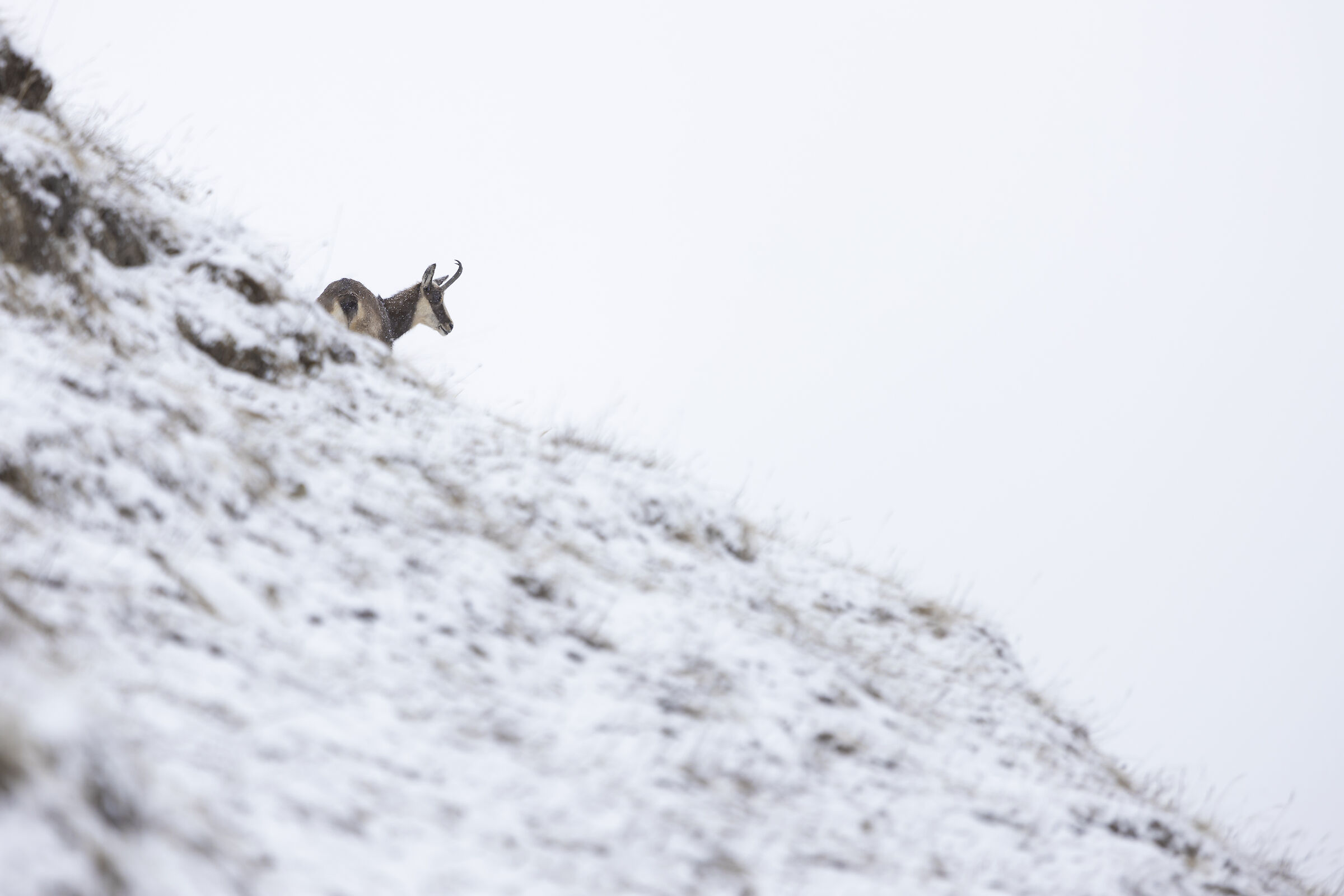 Chamois under the April snow