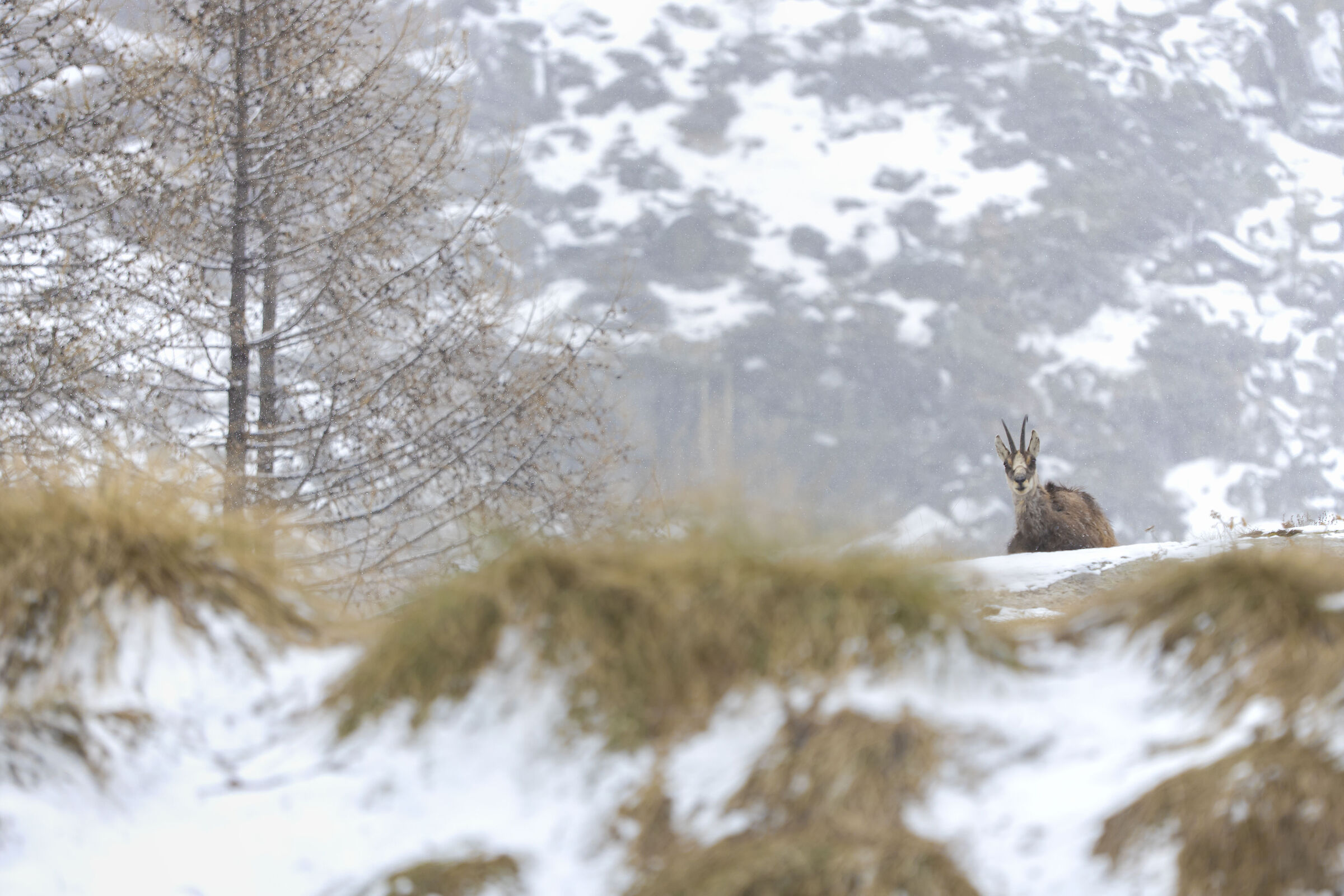 Camoscio sotto la neve di Aprile