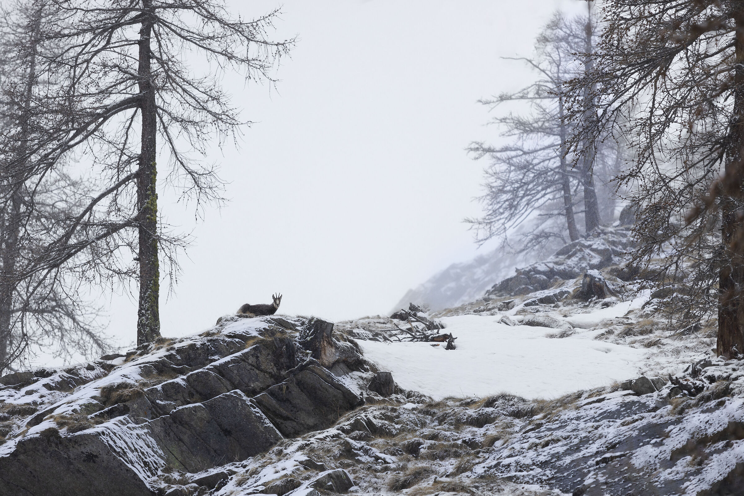 Chamois under the April snow
