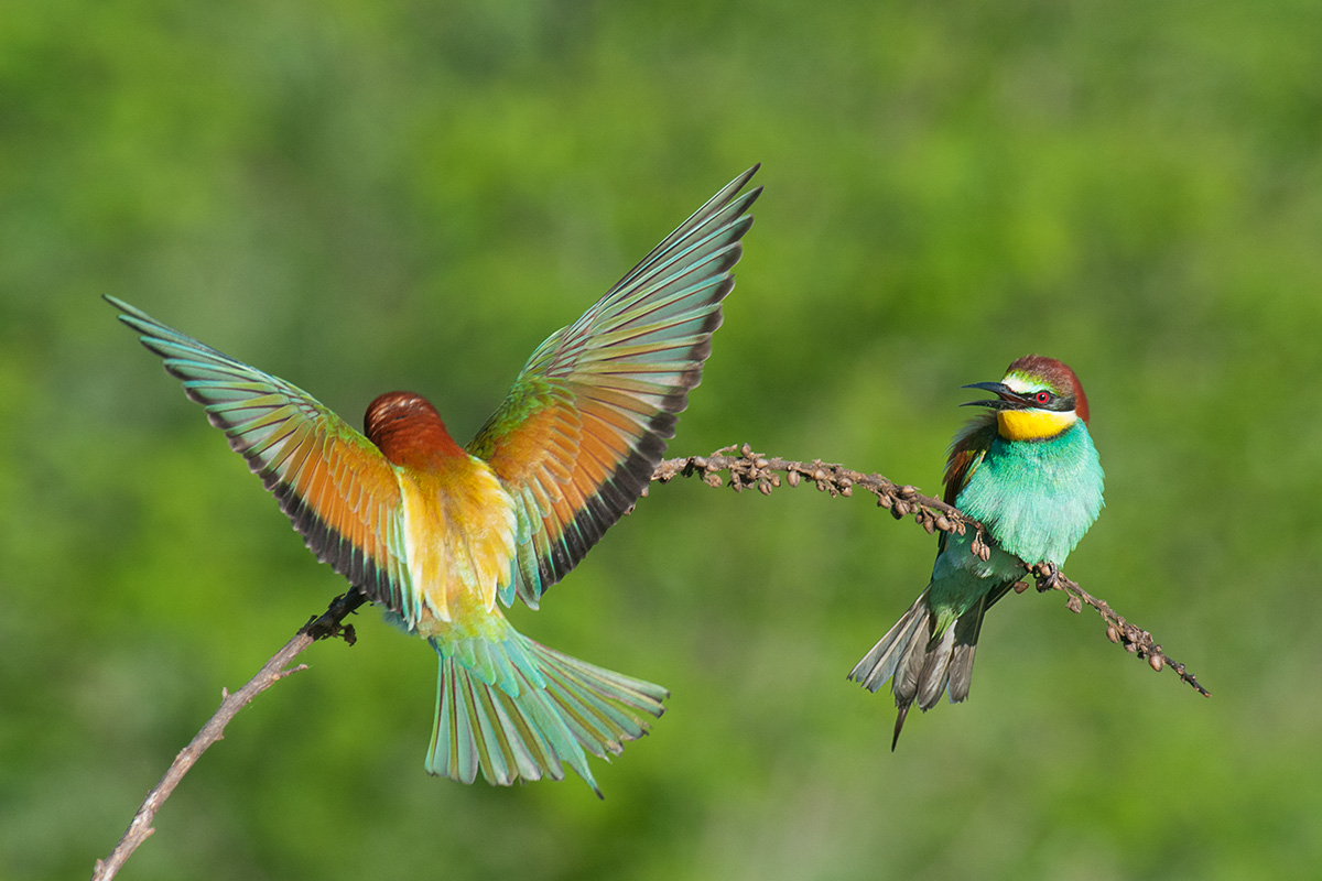 gruccioni fronte e retro