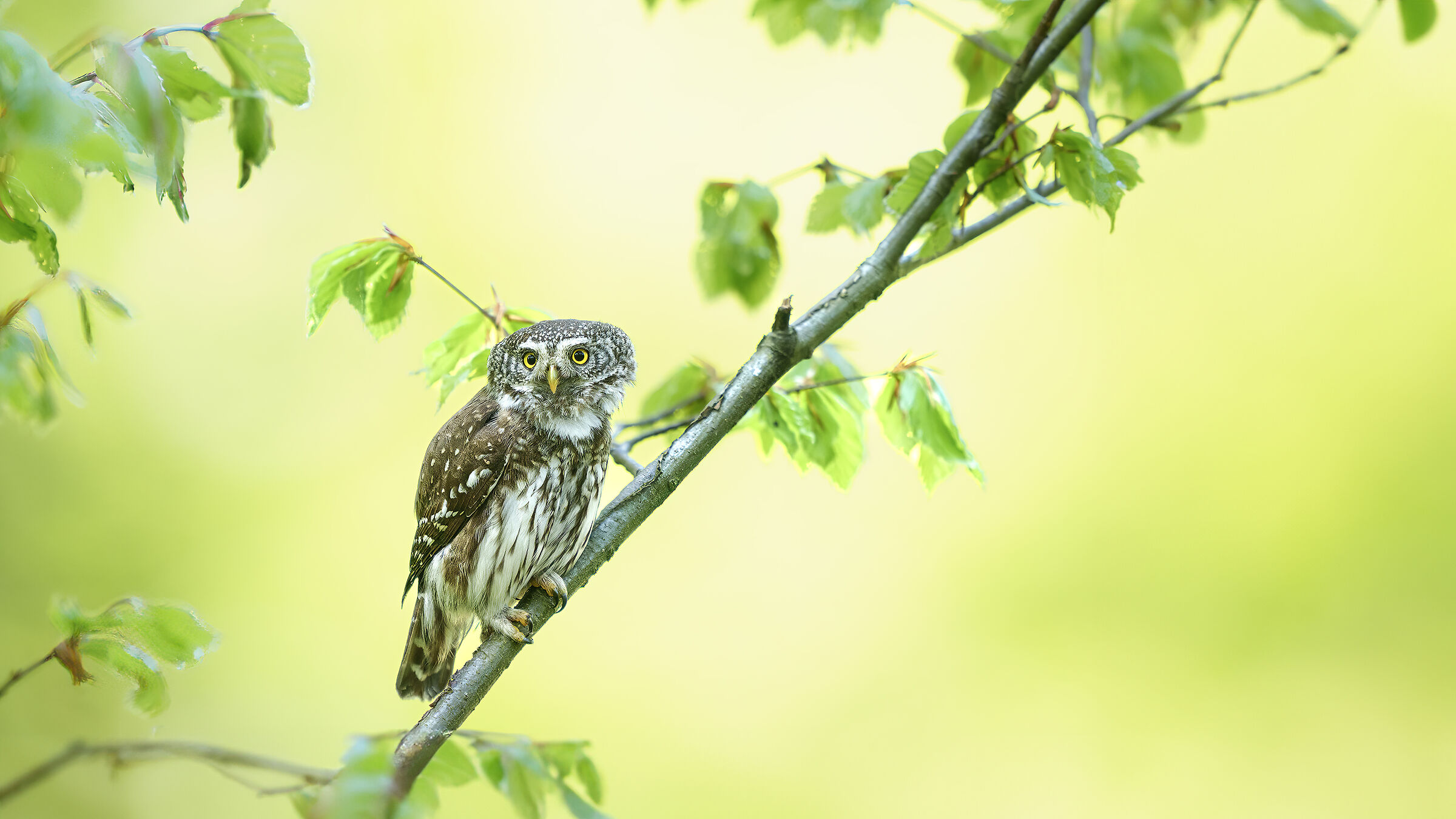 Dwarf owl