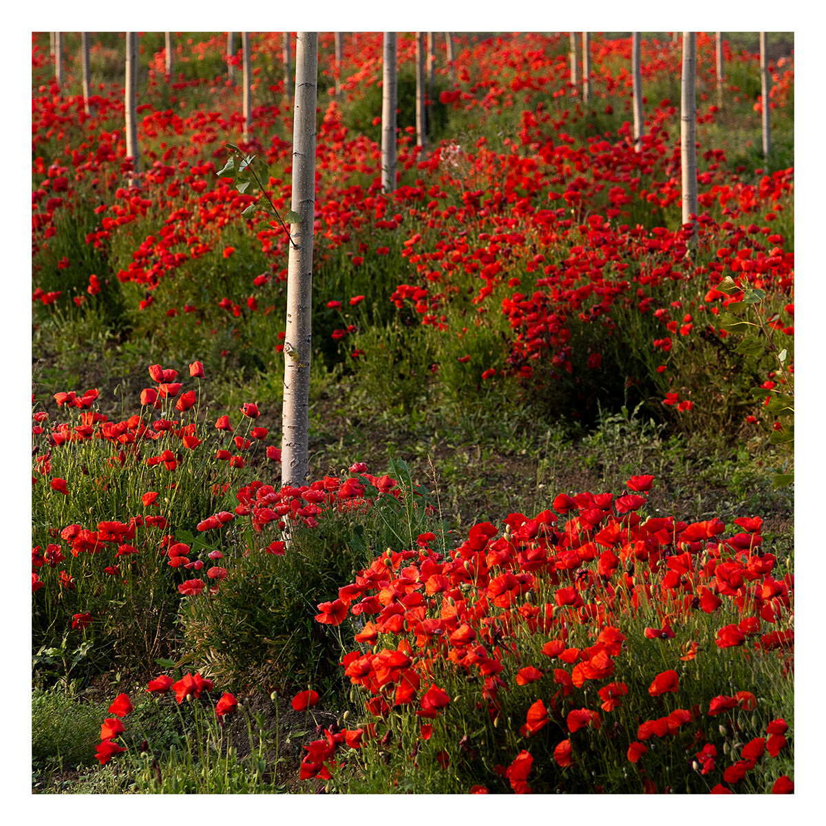 Estratti di primavera
