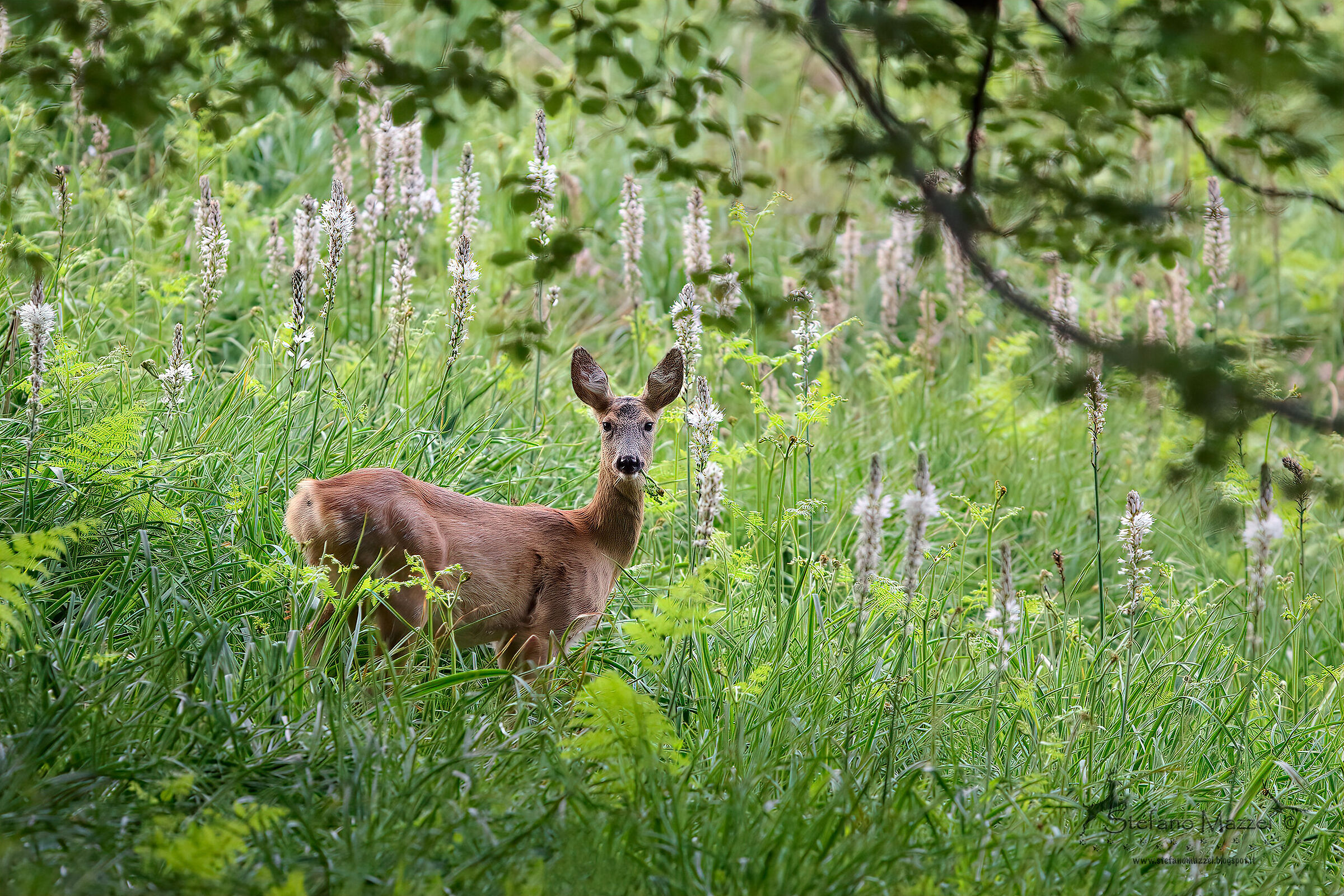 Spring picture frame