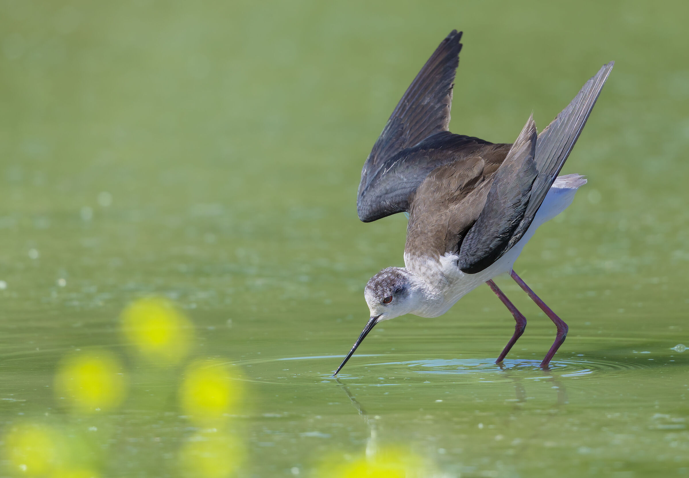 in posizione d'attacco, cavaliere d'Italia