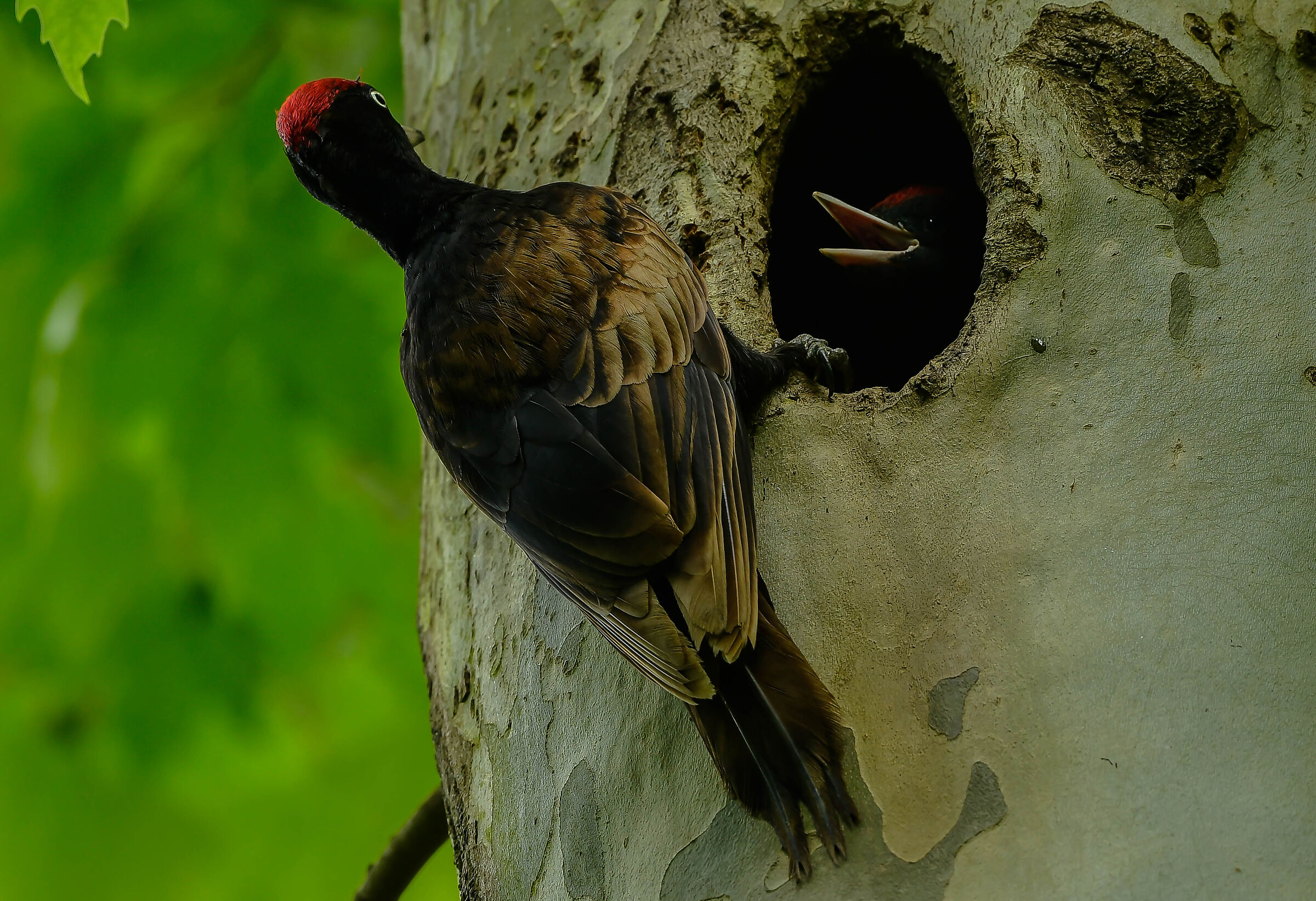 Black woodpecker