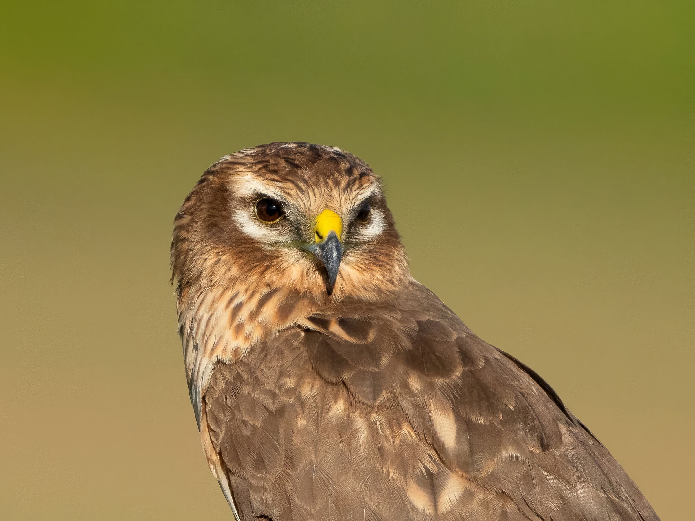 Portrait of female Hen Harrier (Circus pygargus)