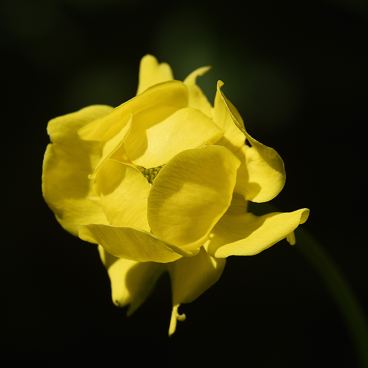 trollius europaeus in giardino