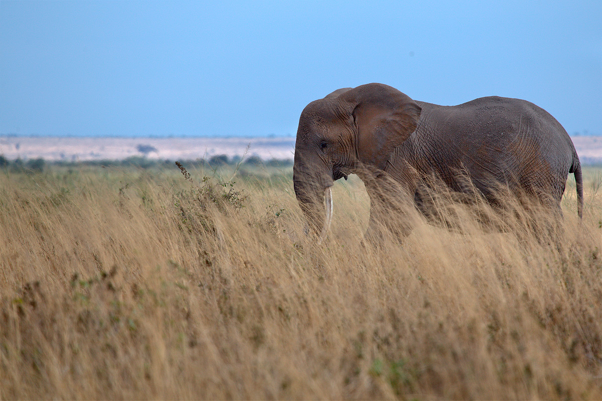 Amboseli