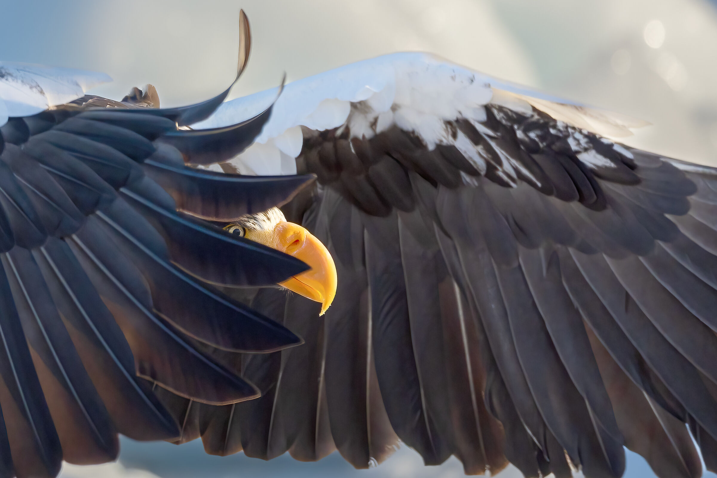 Through the feathers