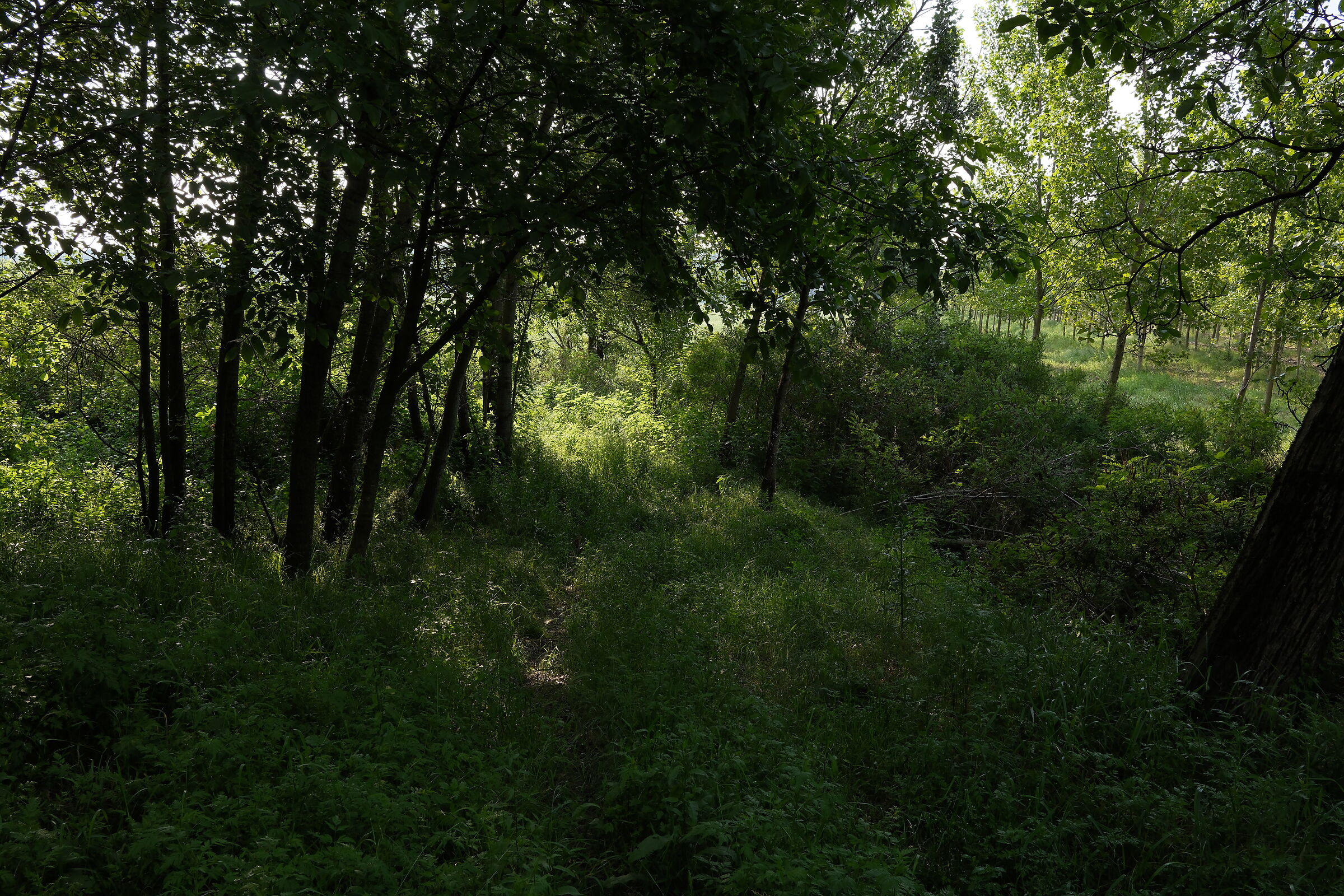 I verdi di Reala Ace