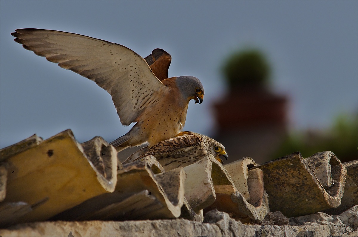 On the roofs of Matera dusk - Lesser Kestrel