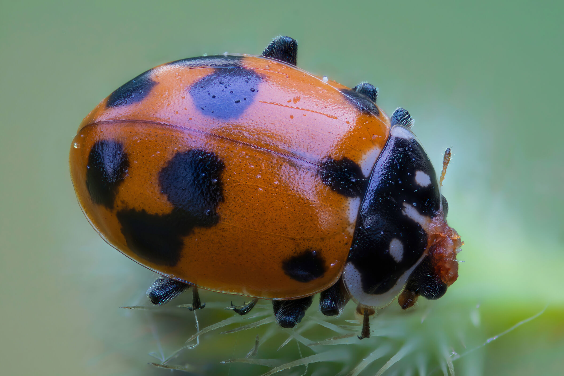Hippodamia variegata