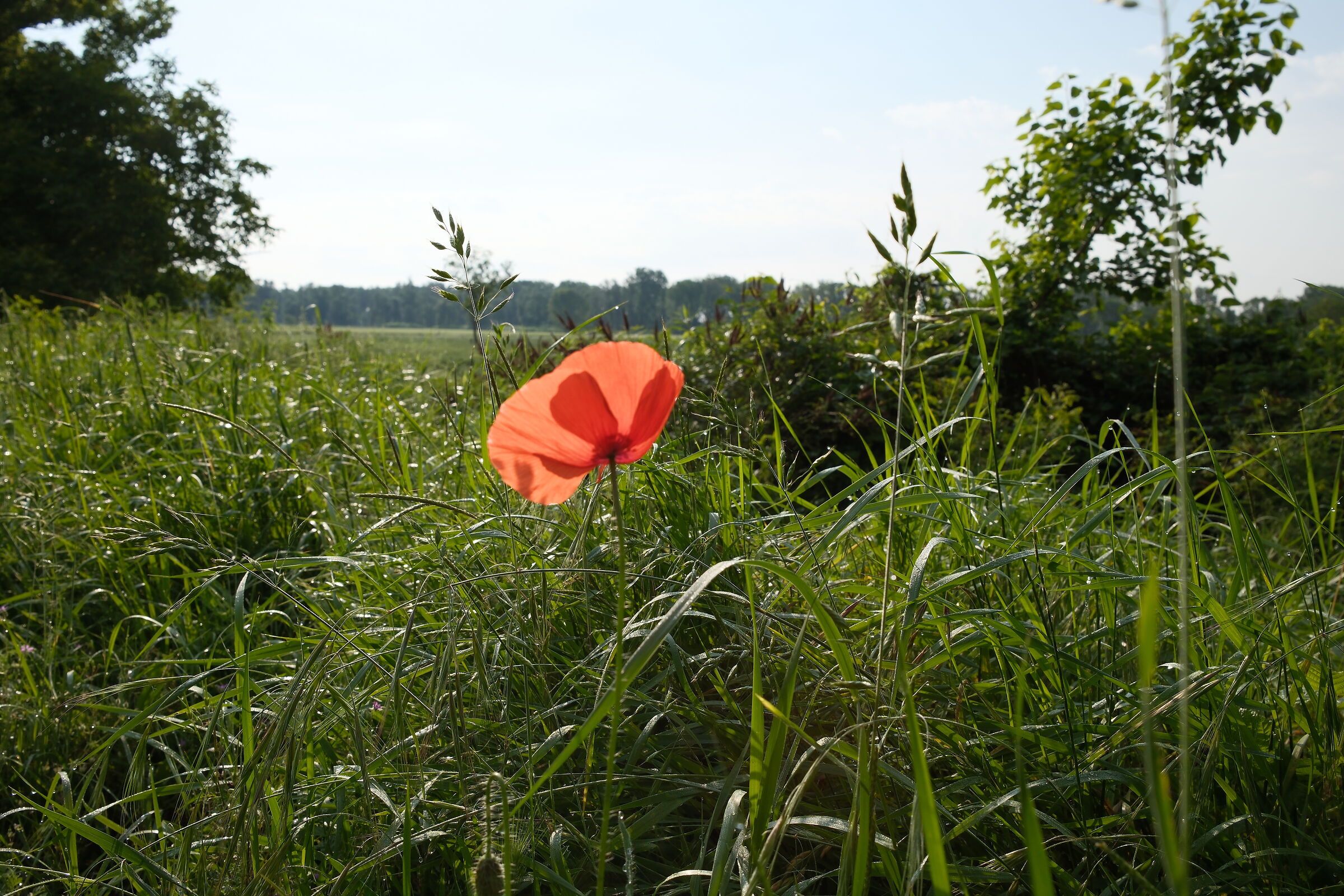 The tolerance of complements