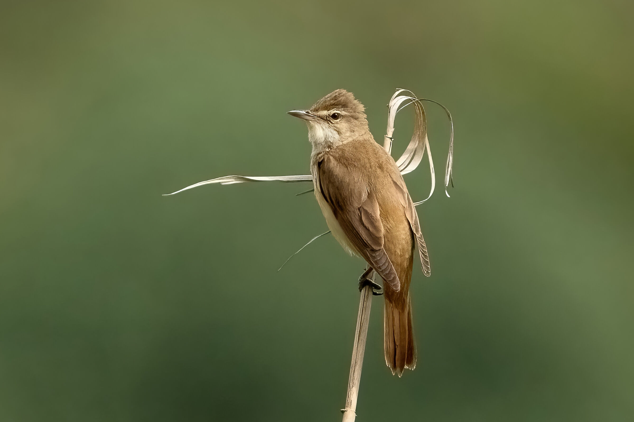 Cannareccione (Acrocephalus arundinaceus)