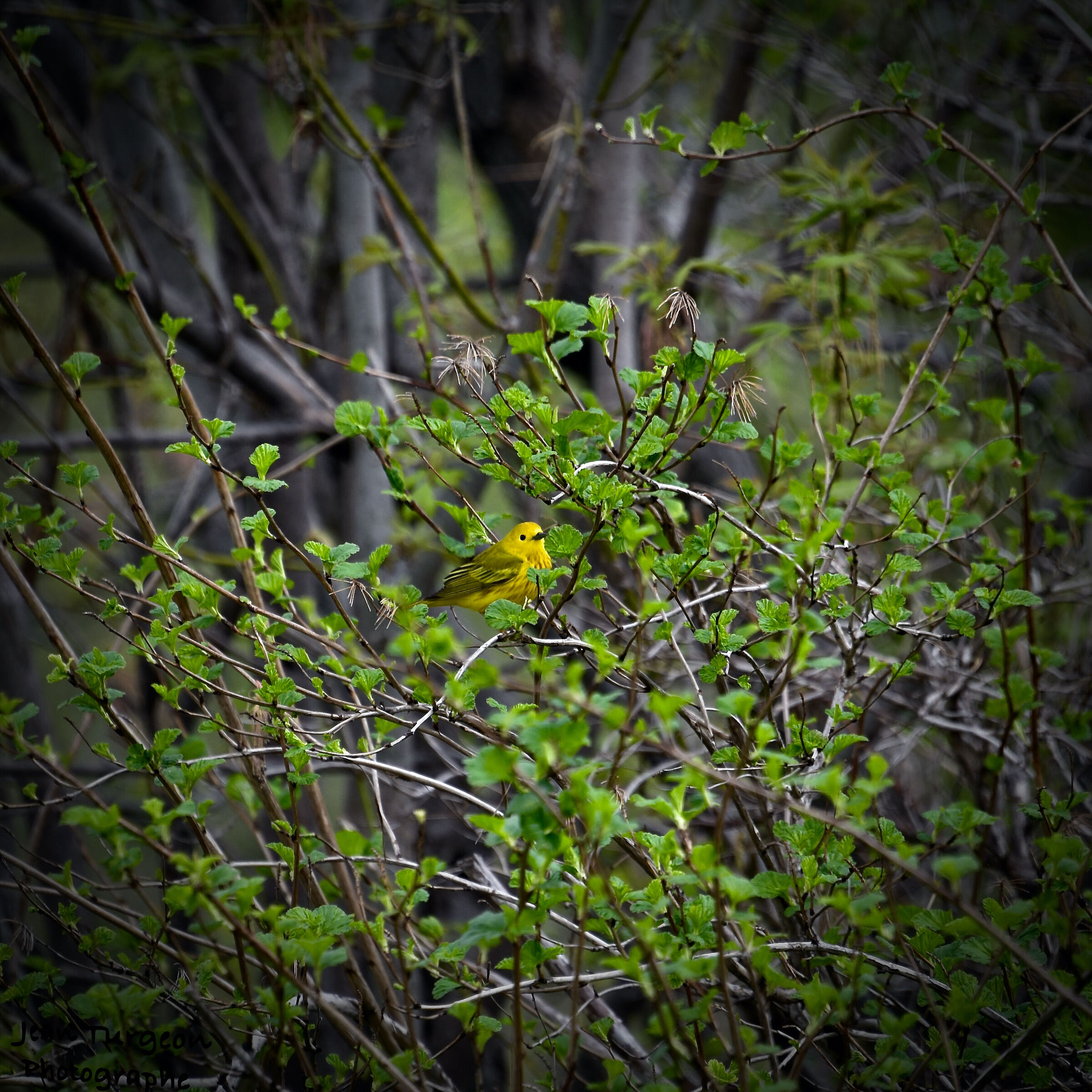 Splendido uccello + colori ''dettagli''... parco Quebec City