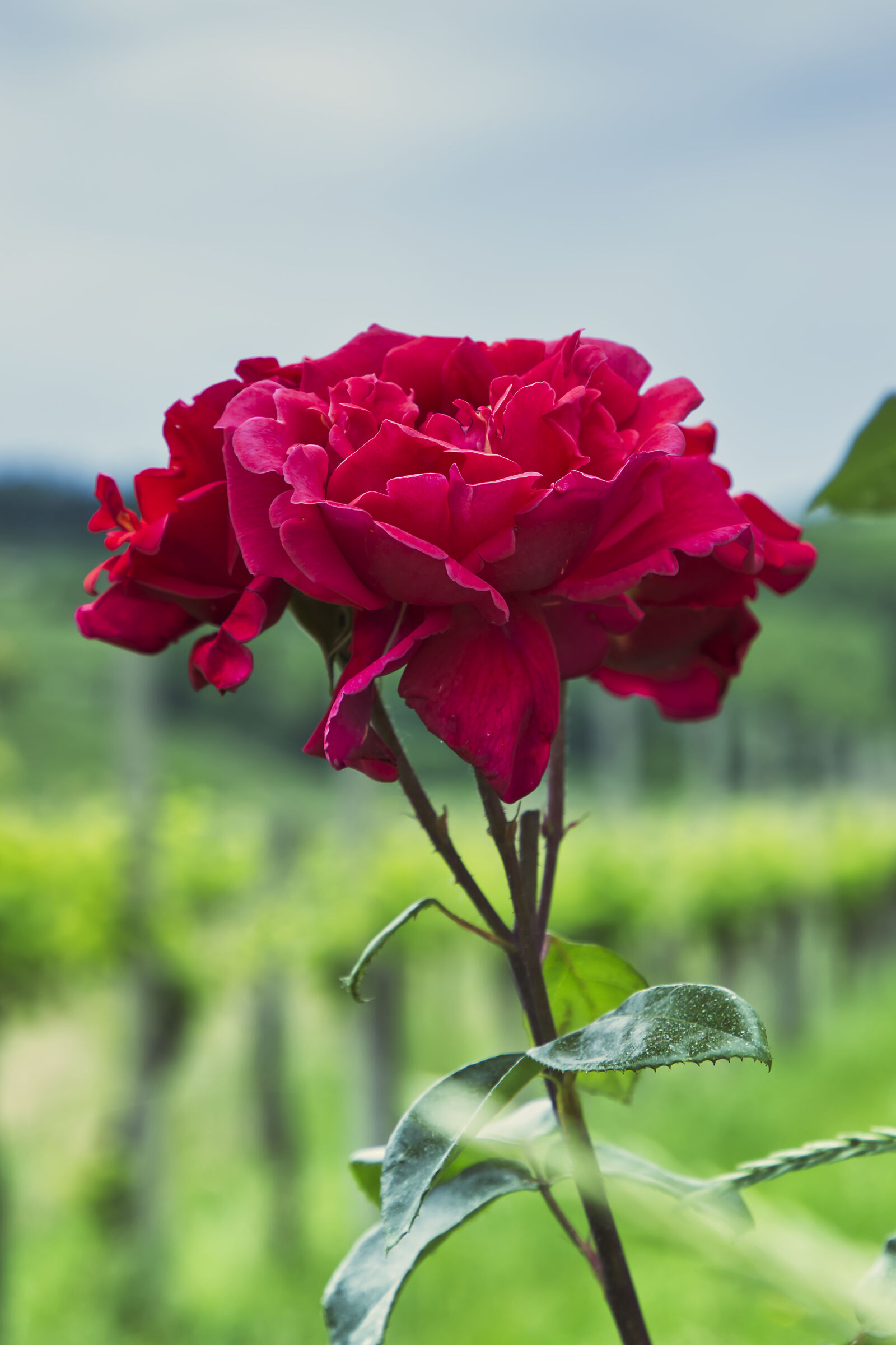 Rose