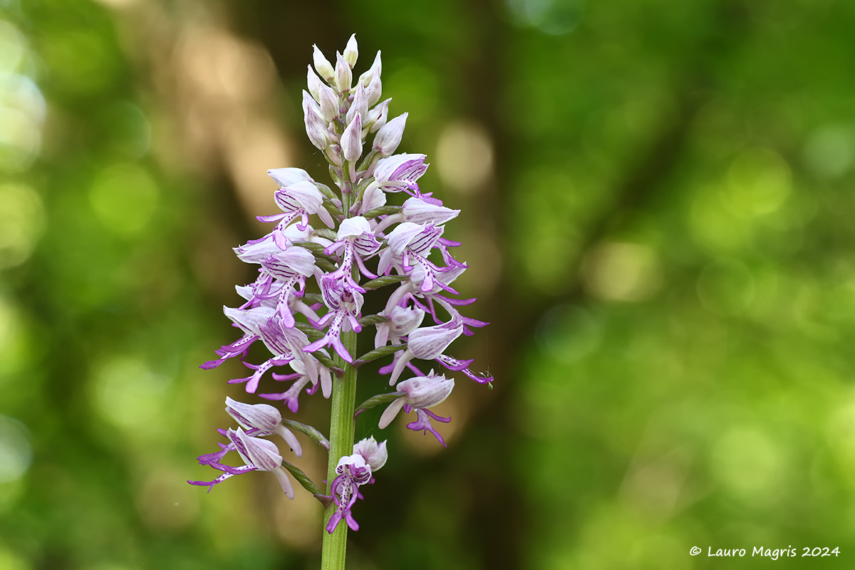 Orchidea militare con flares