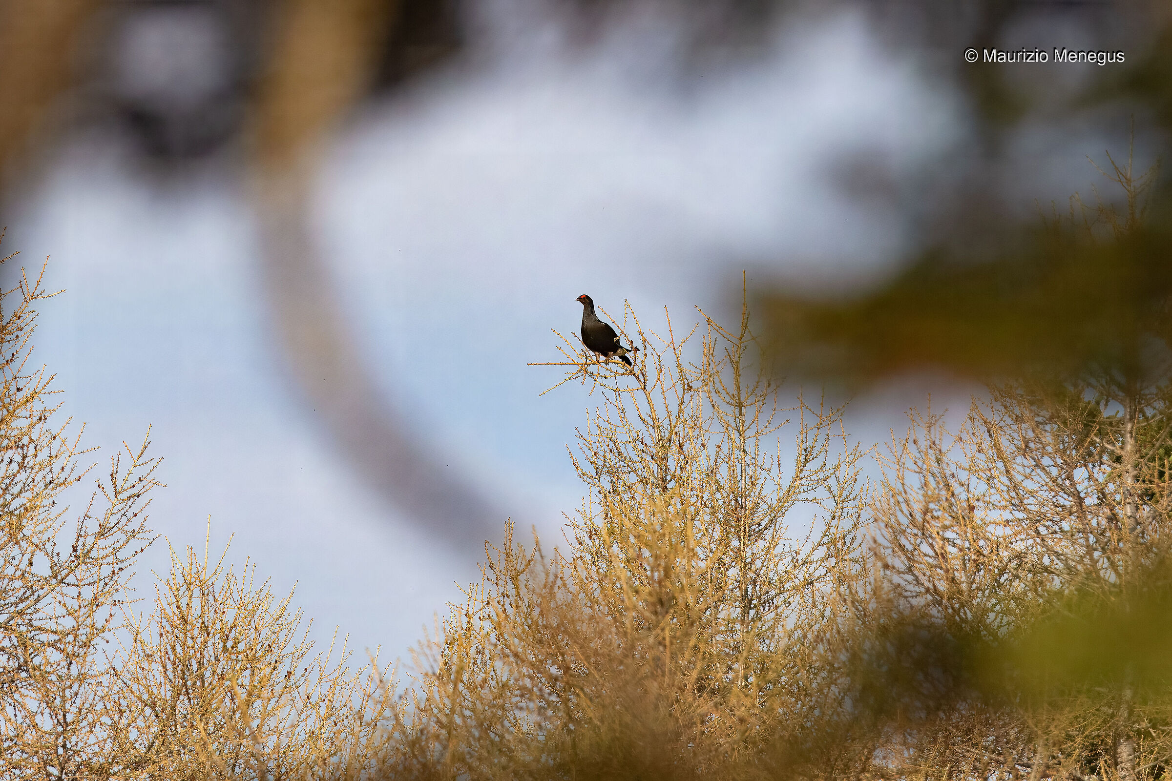 Gallo forcello in lontananza