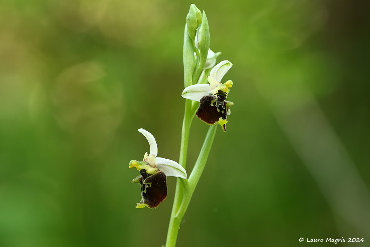 Ophrys holosericea