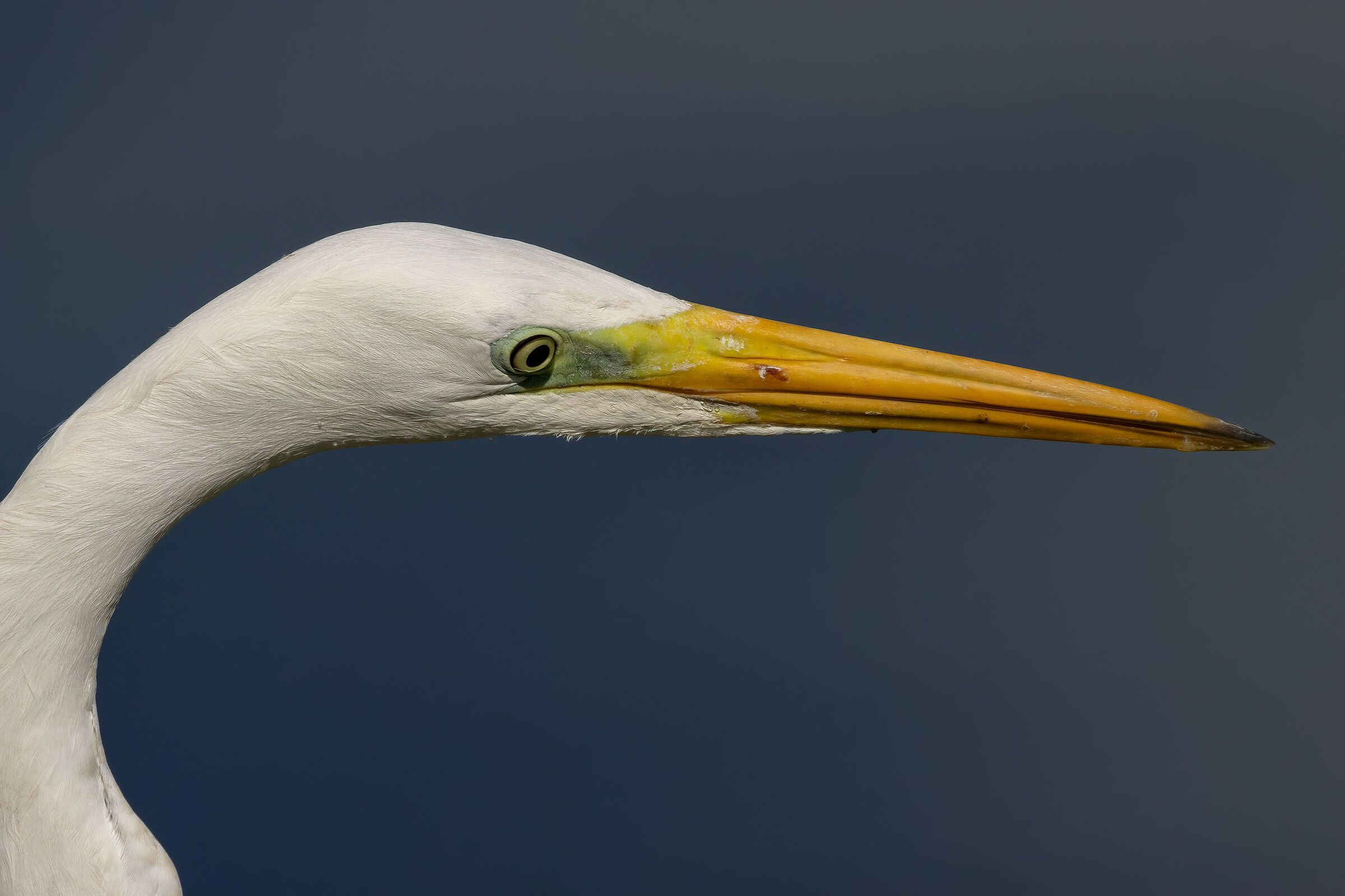 Ritratto di Airone bianco maggiore