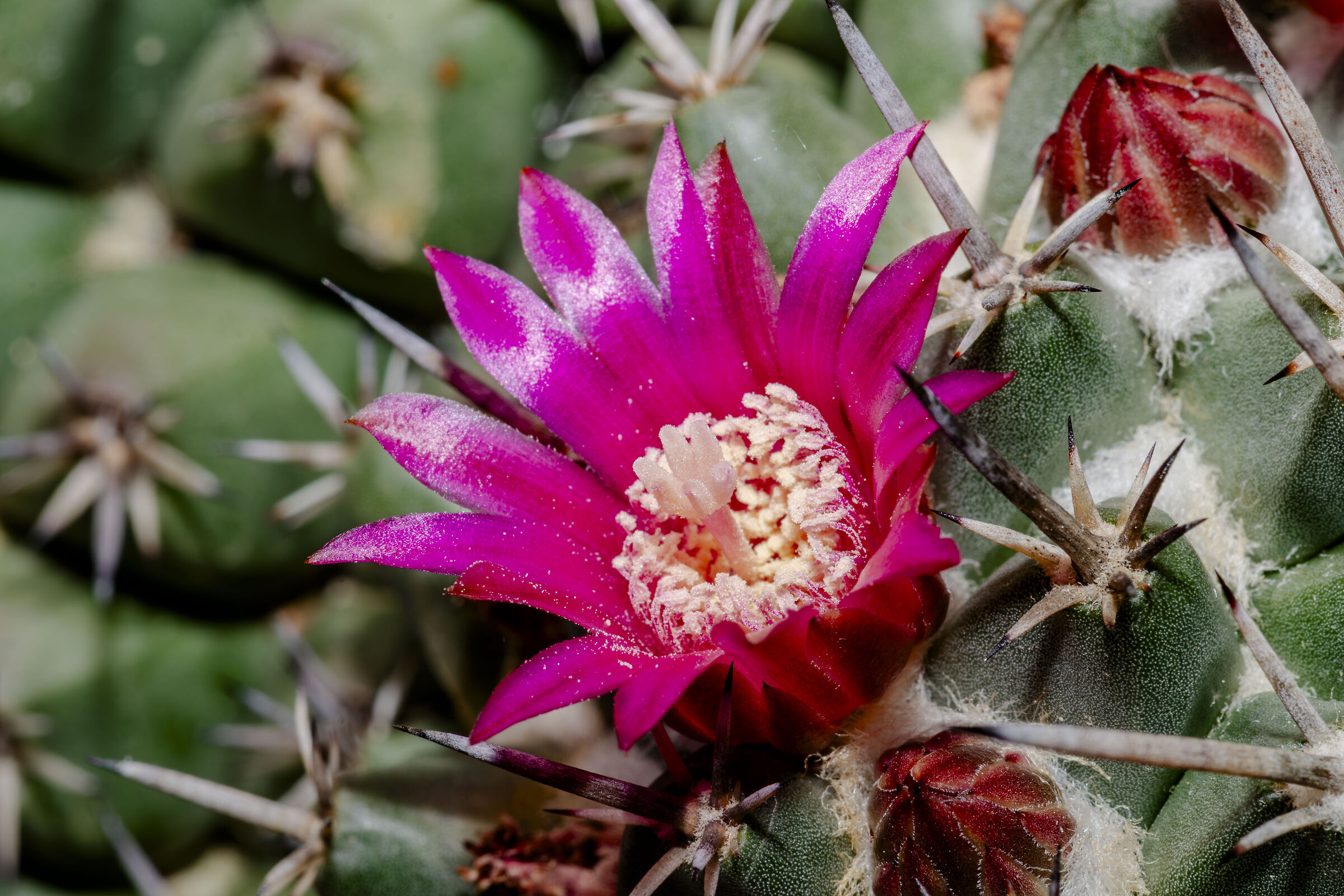 Lo splendido fiore Mammillaria