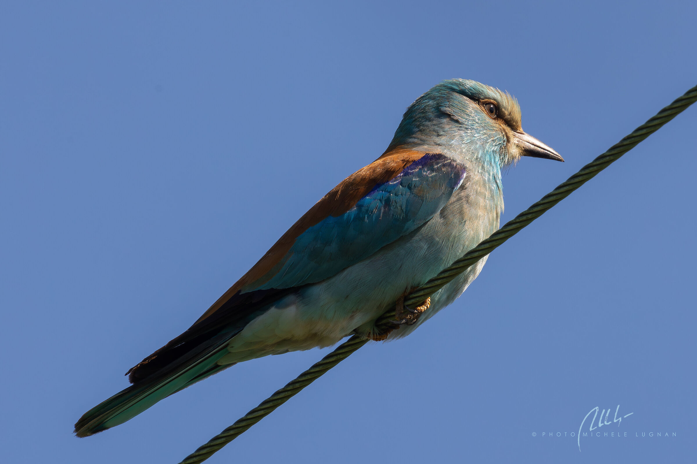 Coracias garrulus  (ghiandaia marina europea)