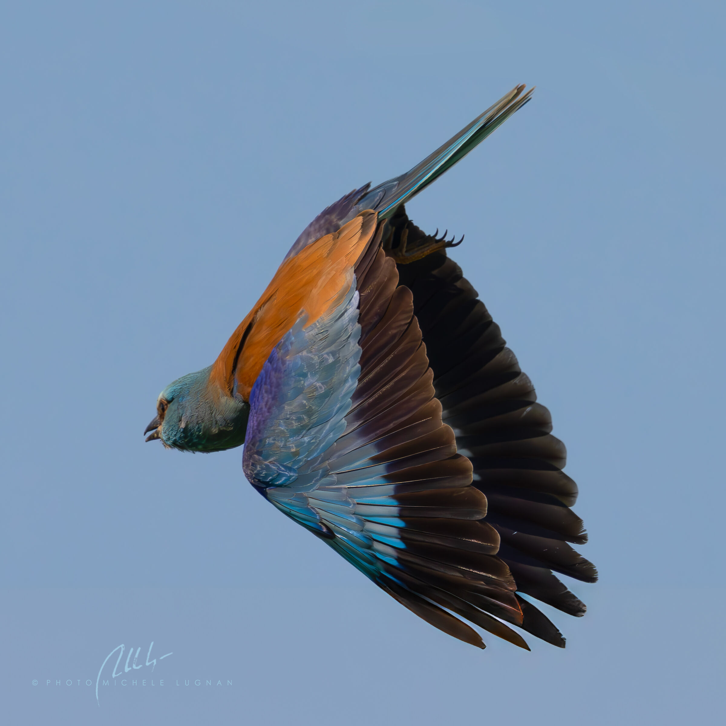 Coracias garrulus  (ghiandaia marina europea)