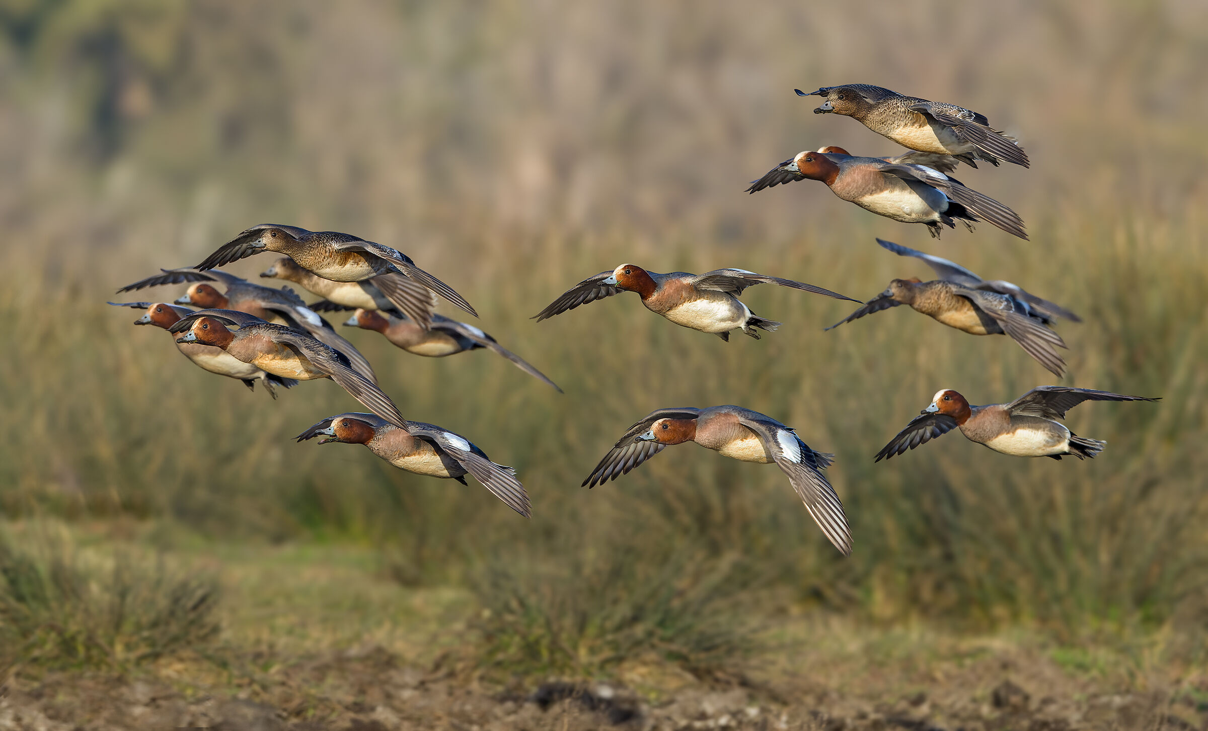 Wigeons