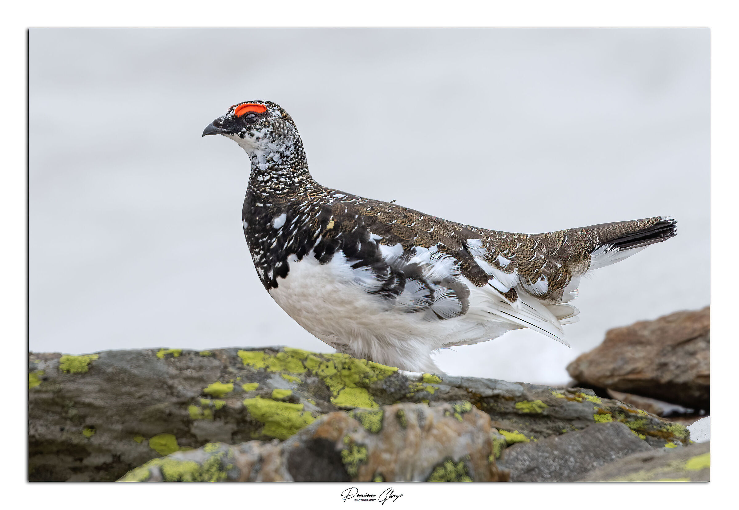 Ptarmigan (M)