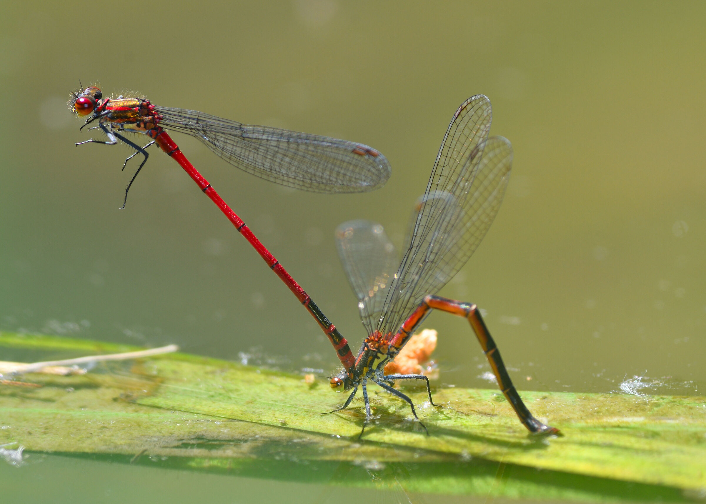 accoppiamento Pyrrhosoma Nymphula
