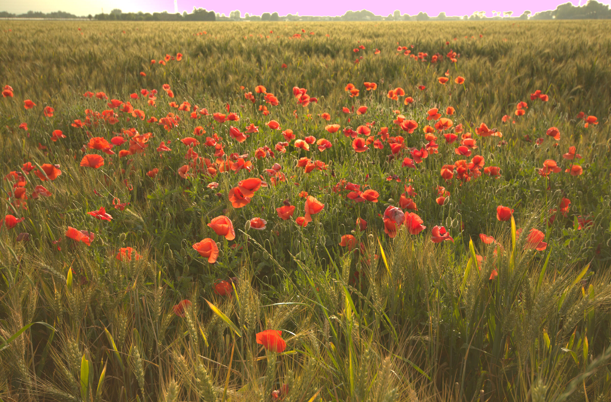 ...nei fiori dei campi vive Piero Ciampi