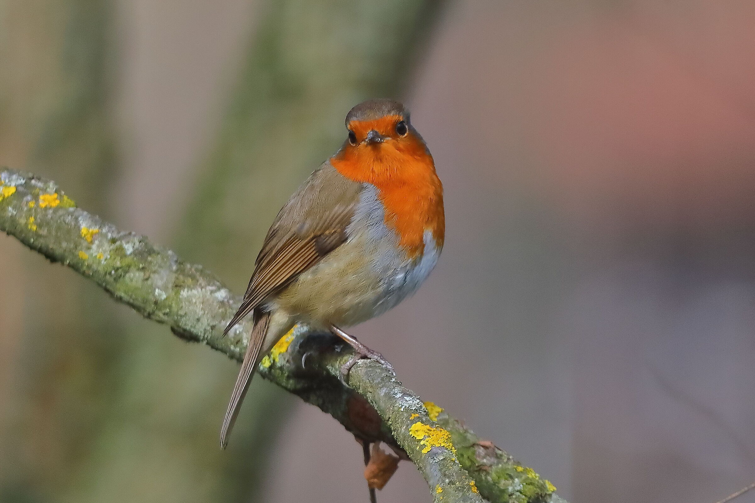 Robin 11 March 2024 - 0094