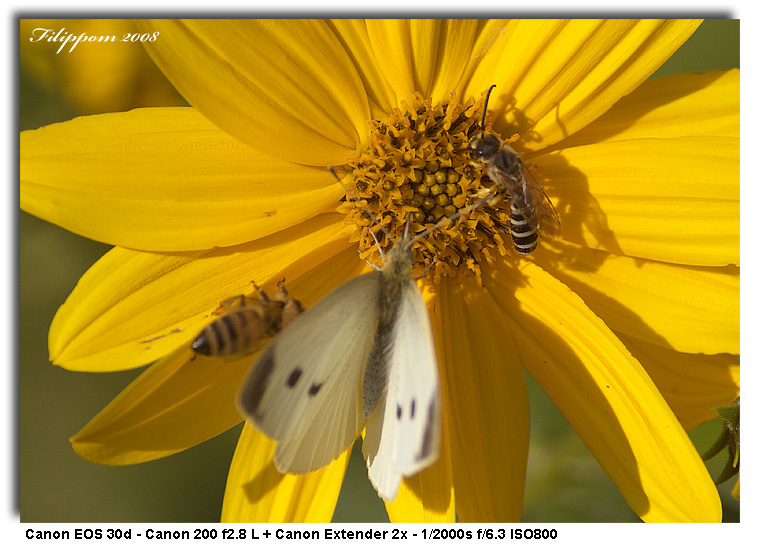 The meal of the butterfly (2)