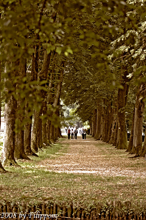 Avenue of Trees