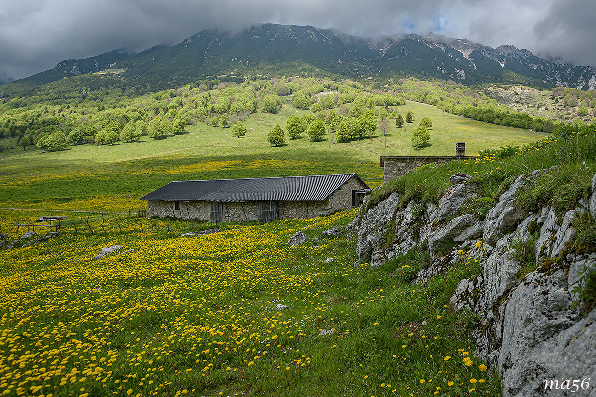 Going to the mountain pastures